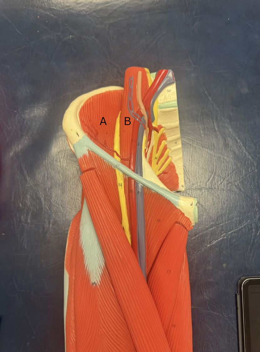 <p>Label these muscles </p>