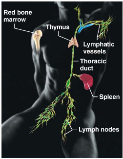 <p>[Lymphatic System] What structures are listed for the lymphatic system?</p>