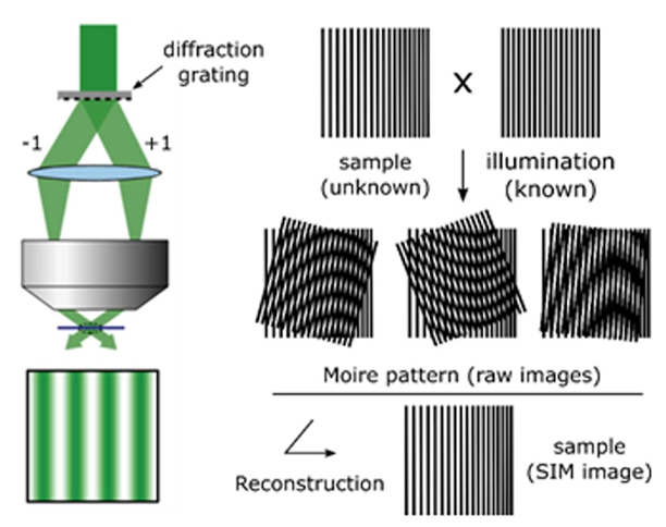 <ol><li><p>diffraction grating is used to illuminate sample (unknown pattern) with a <strong>known </strong>light pattern → patterns overlap</p></li><li><p>overlapping of patterns produces an interference pattern (<strong>beat pattern) </strong>called <strong>moire fringes</strong></p></li><li><p><span>These patterns contain information about the sample's detail that would be invisible in a normal microscope</span></p></li><li><p><span>Computational method are then used to reconstruct the information from the pattern into a high-resolution image</span></p></li></ol><p></p>