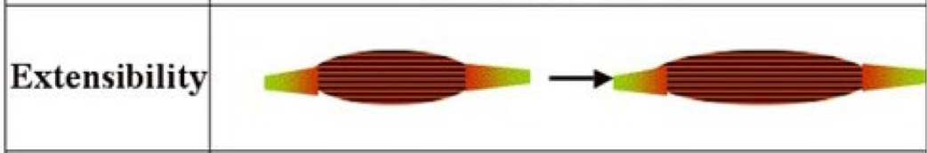 <p>Muscles are capable of being stretched between contractionsand can extend beyond their resting length without damage</p>