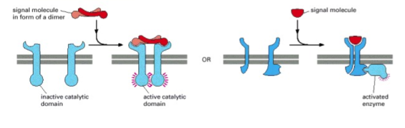 <p>What enzyme is this?</p>
