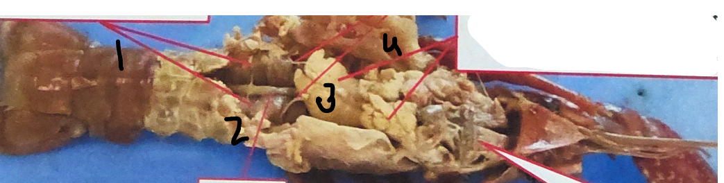 <p>point 3 on this crayfish </p>