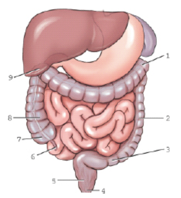 <p>Label this image 1-9.</p>