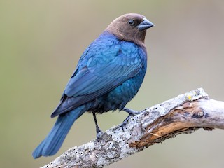 <p>What vertebrate is this?</p>