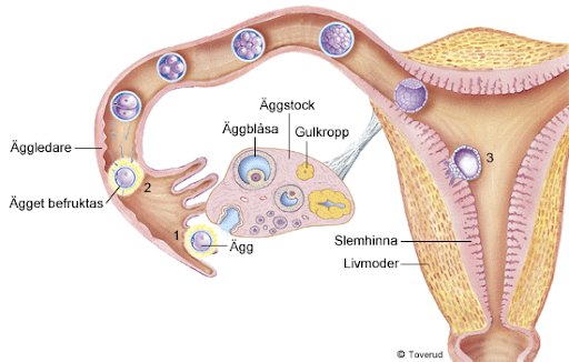 <p>Vart fäster ägget? </p>