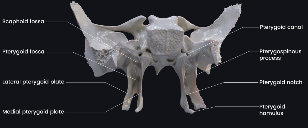 <p>Sphenoid & temporal bones </p>