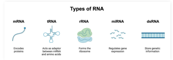 <p>Single stranded molecule resulting from DNA transcription</p><ul><li><p>Contains the information required to create proteins</p></li></ul><p></p>