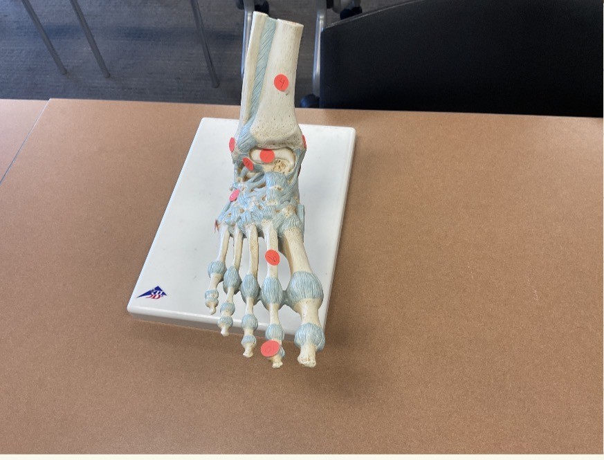 <p>what structures are 7, 9, and 10 </p>