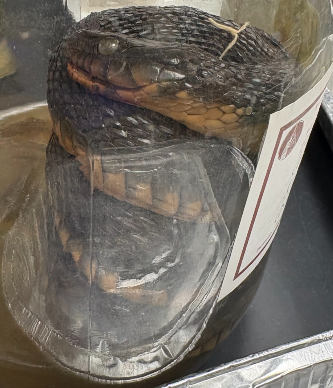 <p><span style="background-color: transparent;">Nerodia erythrogaster</span></p>