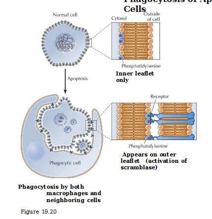 <p>In normal cells, phosphatidylserine on the inner leaflet only. In an apoptotic cell, it appears on the outer leaflet via activation of scramblase and binds to receptor of macrophages or neighboring cells that consumes it. </p>