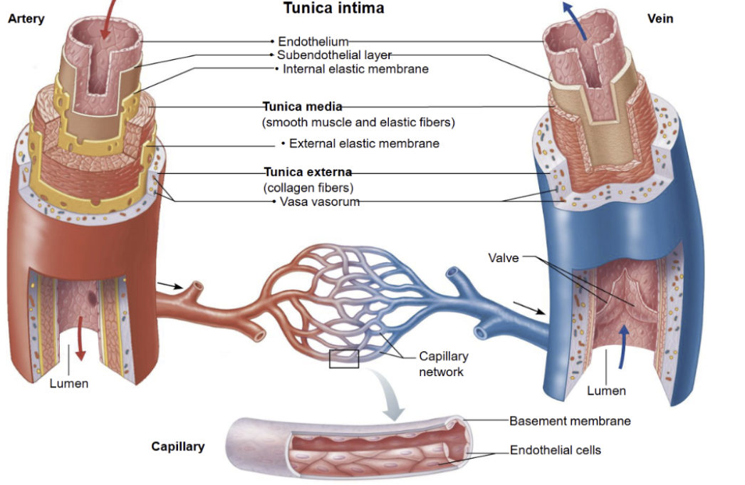 <p>1. Tunica intima (inner layer)</p><ul><li><p><strong>Endothelium</strong> (smooth epithelial lining)</p></li><li><p>Thin connective tissue layer<br><strong>Function:</strong> smooth blood flow, reduces friction</p></li></ul><p></p><p>2. Tunica media (middle layer)</p><ul><li><p><strong>Smooth muscle + elastic fibres</strong><br><strong>Function:</strong> controls vessel diameter (vasoconstriction/vasodilation) and blood pressure</p></li><li><p>Thickest in <strong>arteries</strong></p></li></ul><p></p><p>3. Tunica externa (outer layer)</p><ul><li><p><strong>Connective tissue (collagen + elastin)</strong></p></li><li><p>May contain small blood vessels (<strong>vasa vasorum</strong>)<br><strong>Function:</strong> support and anchoring</p></li></ul><p></p>