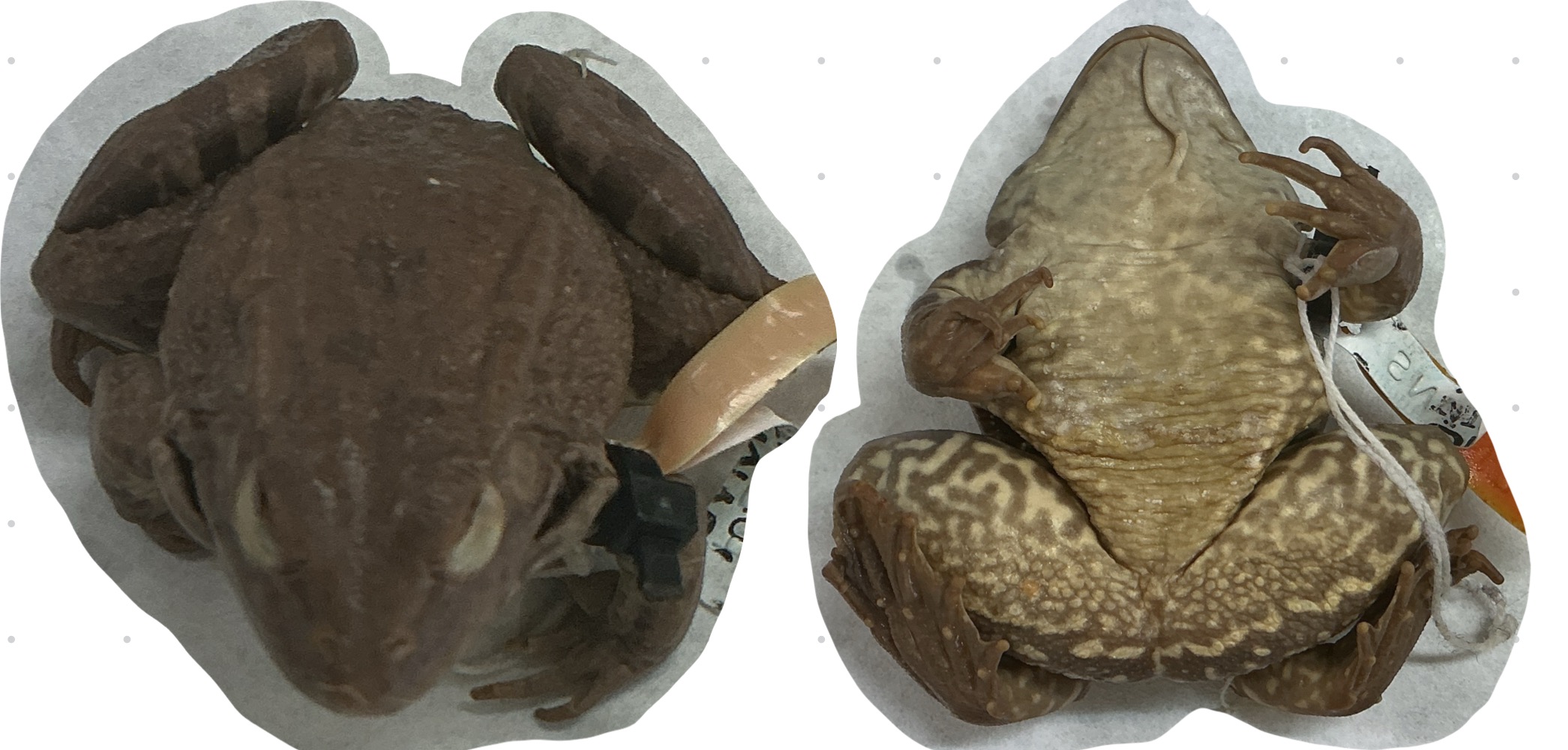 term image