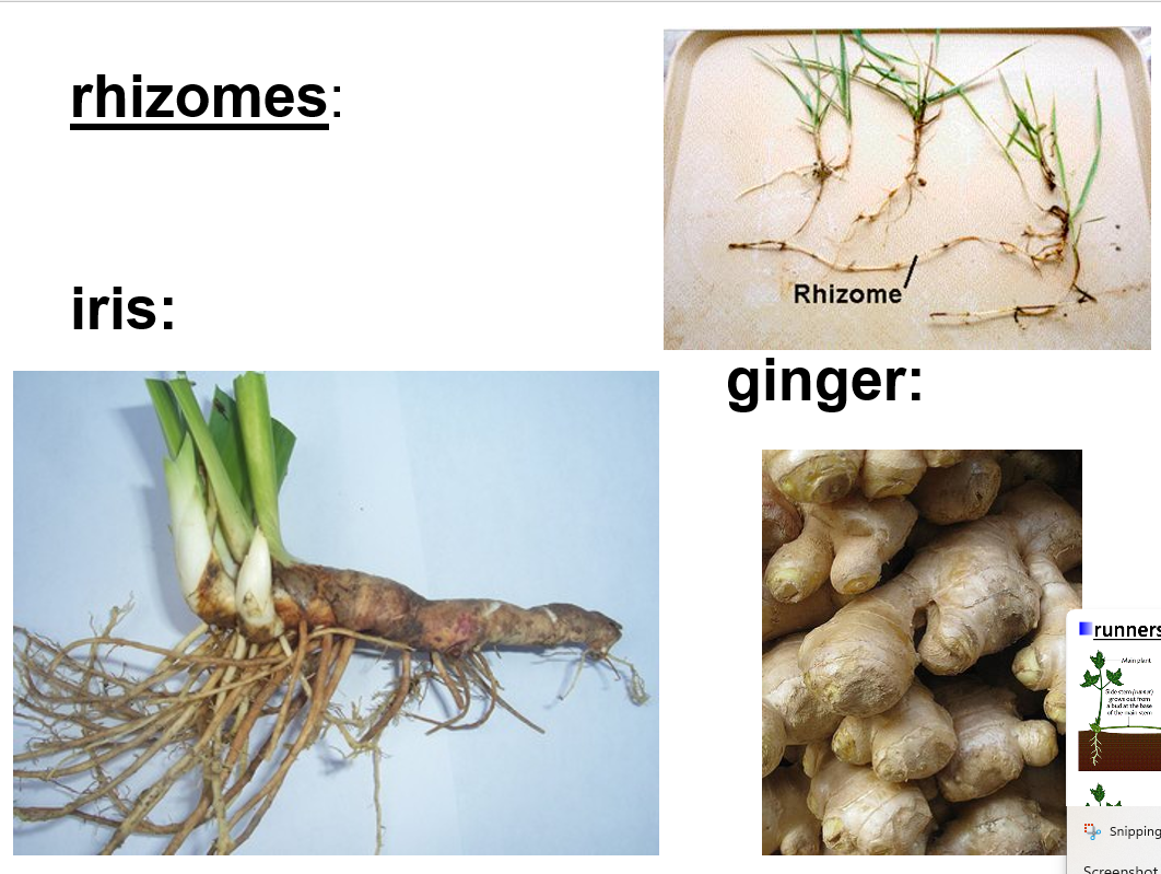 <p>natural</p><p><strong>underground </strong>stems from which new plants develop at intervals</p><p>e.g. quackgrass</p>