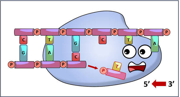<p>Dna Polymerase corrects eroor during replication</p>