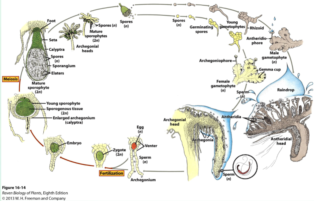 <p>The Liverworts</p>