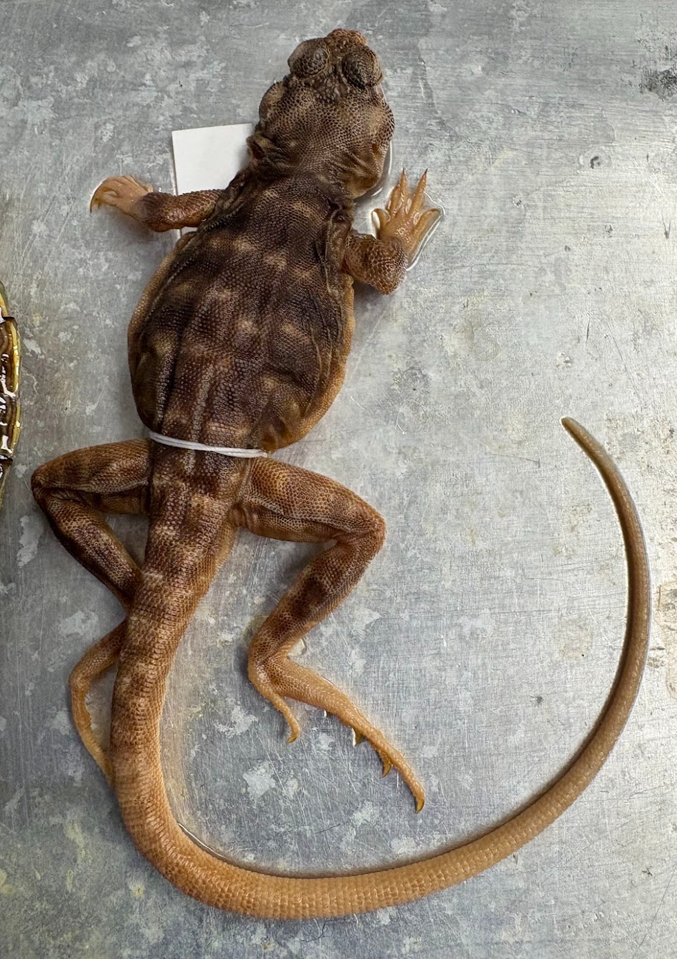 <p>crotaphytus reticulatus</p>