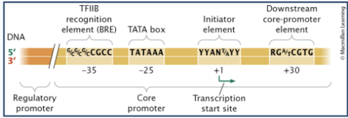 <p>Core promoter components</p>