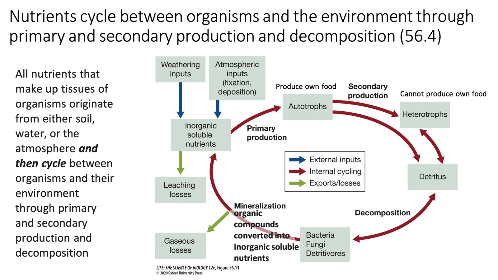 <ul><li><p>All nutrients that make up an organism tissues originate from soil, water, or the atmosphere….</p><ul><li><p>These nutrients then cycle between organisms and the environment through:</p><ul><li><p><strong>Primary production:</strong> autotrophs fix inorganic nutrients into organic compounds</p></li><li><p><strong>Secondary production:</strong> heterotrophs consume organic matter</p></li><li><p><strong>Decomposition:</strong> organic compounds broken back down into inorganic soluble nutrients – made available again</p></li></ul></li></ul></li><li><p>Producers (autotrophs) produce their own food; consumers (heterotrophs) cannot</p></li></ul><p>━━━━⊱⋆⊰━━━━━━━━⊱⋆⊰━━━━━━━━⊱⋆⊰━━━━━━━━━</p><ul><li><p><span>A brown food web is </span><mark data-color="rgba(0, 0, 0, 0)" style="background-color: rgba(0, 0, 0, 0); color: inherit;">a detritus-based ecosystem energy pathway driven by the consumption of dead and decaying organic matter, bacteria, and fungi, rather than living plants</mark><span>.</span></p><ul><li><p><span>The main energy flow here can come from solar radiation, photosynthesis, etc which then contributes to the energy flow between trophic levels. </span></p><ul><li><p><span>Didn’t talk about where the other nutrients really come form though or how they are being recycled through.</span></p></li><li><p><span>Some nutrients come from atmosphere and weather (blue arrows) influencing availability of inorganic soluble nutrients.</span></p></li></ul></li><li><p><span>Primary production leverages a lot of these inorganic soluble nutrients through autotrophs.</span></p><ul><li><p><span>Then offers the heterotrophs our primary consumers resources bc they can’t make their own food leveraging primary producers as their source. </span></p></li></ul></li><li><p><span>Large majority of what is available to an organisms goes into waste of the ecosystem. This can be further broken down in decomp.</span></p><ul><li><p><span>Inorganic soluble nutrients is what's available for plants to use as their nutrient resources allowing the cycle to continue. </span></p></li></ul></li></ul></li></ul><ul><li><p style="text-align: left;"><span>Overall: Need to also consider what is going back into the ecosystem that supports the primary producers and in turn all other trophic levels<strong>!!</strong></span></p></li></ul><p></p>