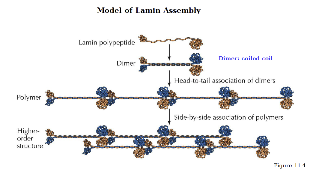 <p>Lamin polypeptides coil to form a dimer.</p><p>Head to tail association of dimers combine to form a dimer </p><p>Side by side association of polymers will form the higher order structure of the nuclear membrane</p>