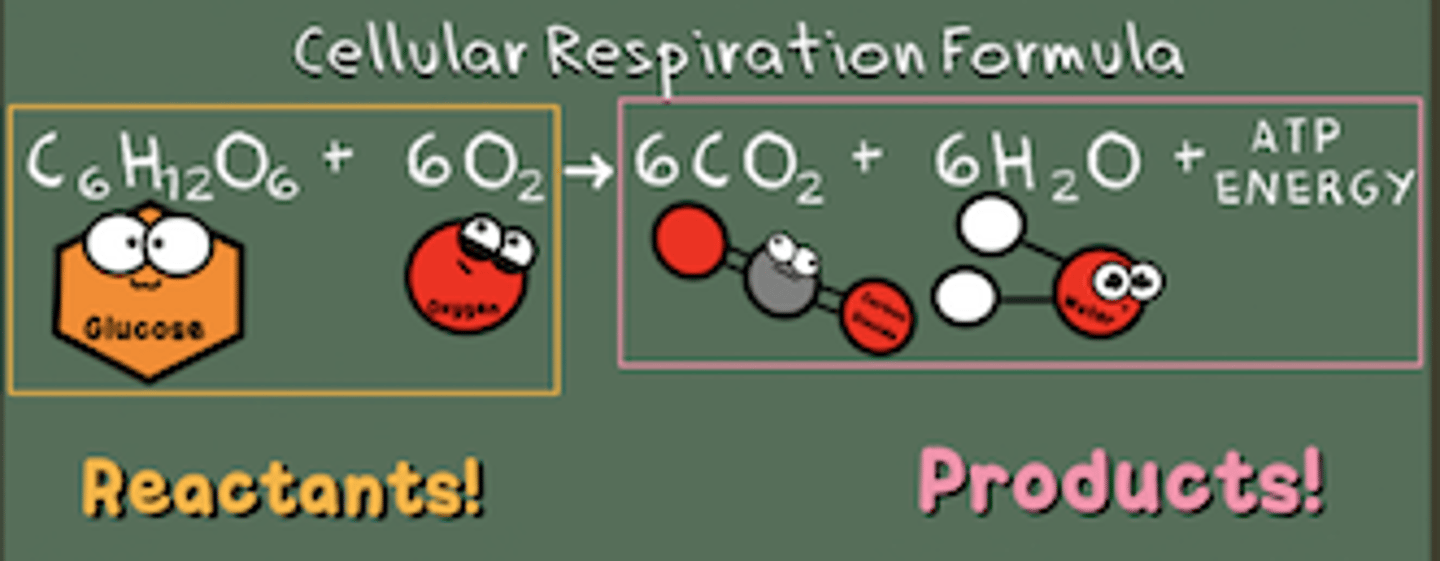 <p>An enzyme-controlled process that occurs in the mitochondria and produces energy in the form of ATP in the presence of oxygen. Glucose + oxygen → carbon dioxide + water + energy (36 ATP).</p>