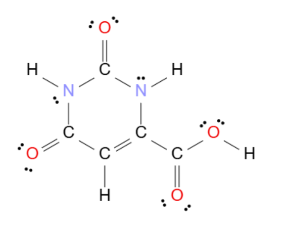 <ul><li><p>C₅H₄N₂O₄</p></li><li><p>A molecule used by the body to make DNA and RNA building blocks (pyrimidines)</p></li></ul><p></p>