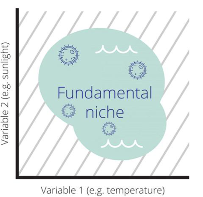 <ul><li><p>Range of conditions and resources under which a species can survive and reproduce <u>if free from interference from other species</u></p><ul><li><p>The ideal niche — in an ideal world where they would survive</p></li></ul></li></ul><p></p>