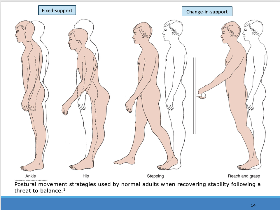 <p>___________</p><p><span>Movement patterns used to recover balance are categorized into fixed-support (ankle and hip) and change-in-support (stepping and reach-to-grasp) strategies. Healthy young adults can adapt to changing task and environmental constraints by shifting relatively quickly from one postural movement strategy to another.</span></p><p style="text-align: left;"></p><p style="text-align: left;"><span>Reach and grasp is also an option</span></p><p style="text-align: left;"><span>Know change in support vs fized support (feet moving, feet not moving)</span></p>
