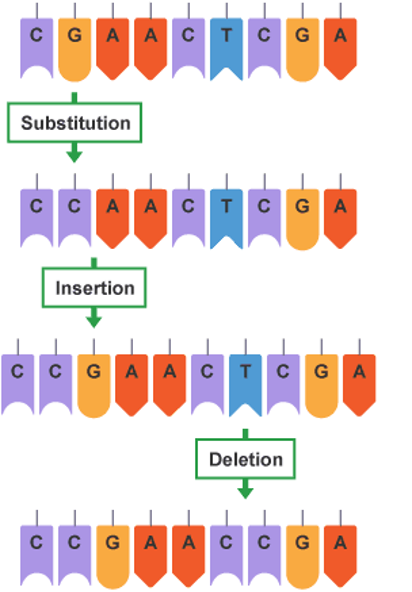 <p class="MsoNormal"><span>A change in just <strong>one</strong> base is known as a <strong><u>point mutation </u> (SNV)</strong></span></p><p class="MsoNormal"><span>Point mutations can form:</span></p><ol type="1"><li><p><span style="background-color: yellow; color: rgb(235, 246, 161);"><strong><mark data-color="#9fb690" style="background-color: rgb(159, 182, 144); color: inherit;">Substitution</mark></strong></span><span> of a base for another base.</span></p></li><li><p><span style="background-color: lime;"><strong>Insertion</strong></span><span> of a base.</span></p></li><li><p><span style="background-color: aqua;"><strong>Deletion</strong></span><span> of a base.</span></p></li></ol><p></p>