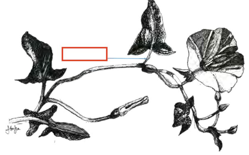 <ul><li><p>structural attachment type</p></li></ul><p></p>