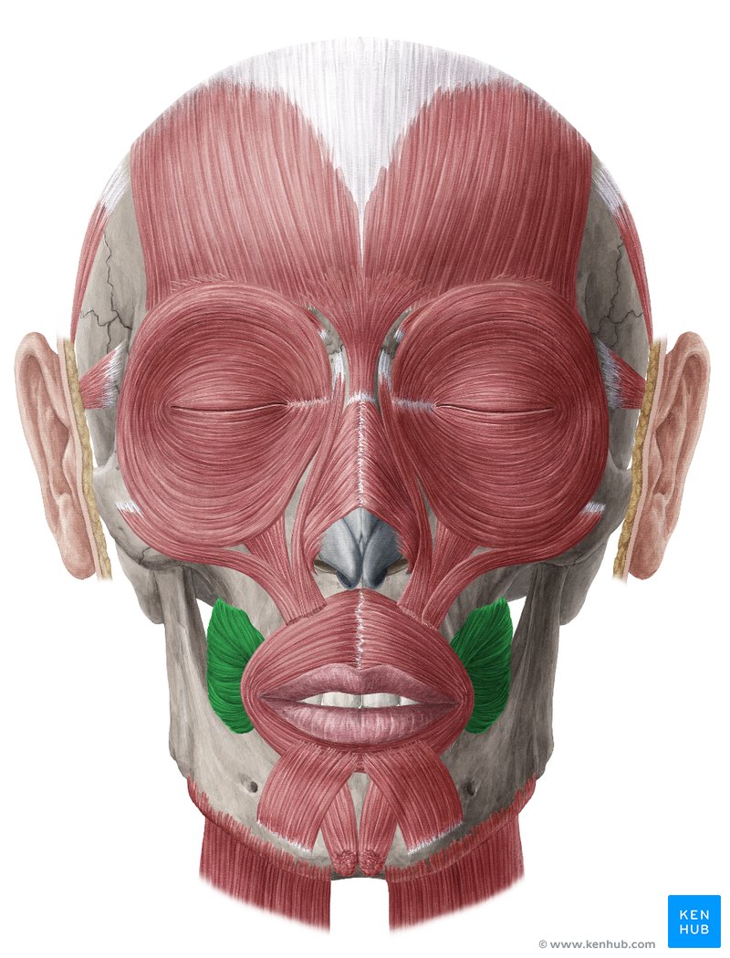 <p>A: Compresses corner of mouth</p>