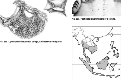 <p>Infraclass Eutheria</p><p>Order Dermoptera</p><p>Colugos</p><p>• Can glide over 100 m</p><p>• Skin: dermal membrane from neck to</p><p>forelimb digits to hind limb digits to tail</p>