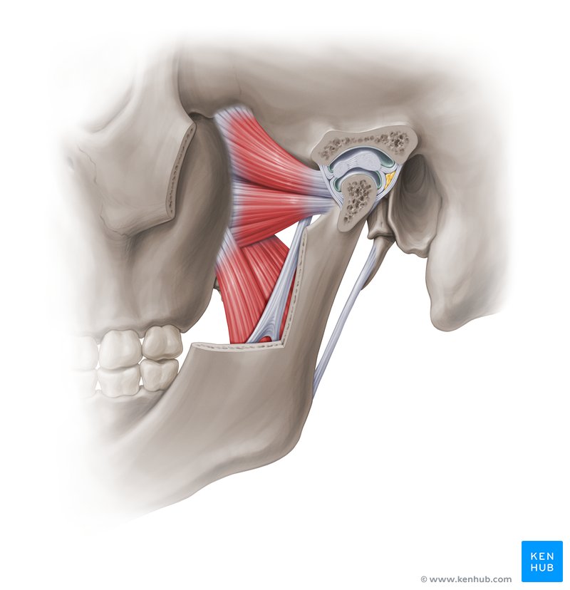 <p>What do the pterygoid muscles do?</p>
