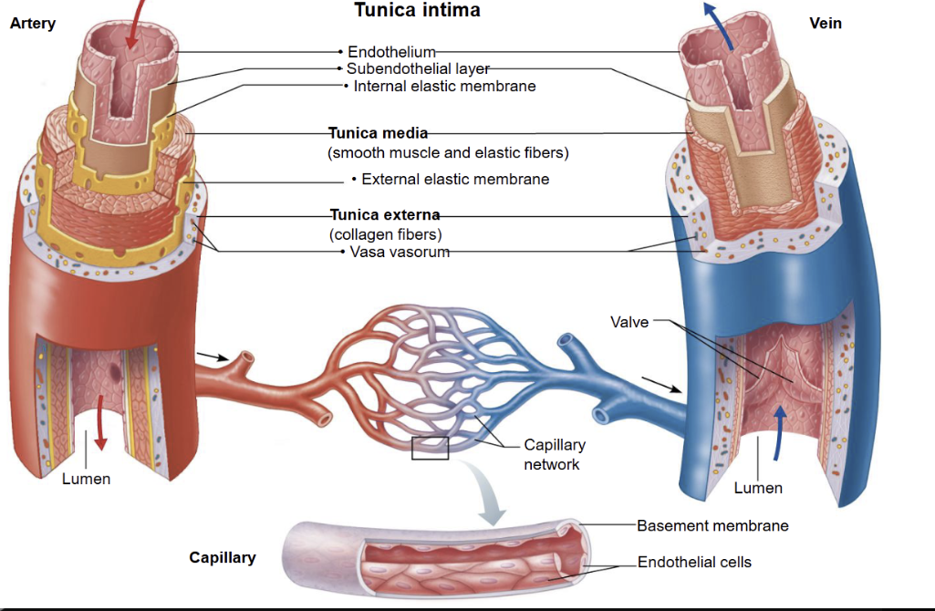 <p>1. Tunica intima (inner layer)</p><ul><li><p><strong>Endothelium</strong> (smooth epithelial lining)</p></li><li><p>Thin connective tissue layer<br><strong>Function:</strong> smooth blood flow, reduces friction</p></li></ul><p></p><p>2. Tunica media (middle layer)</p><ul><li><p><strong>Smooth muscle + elastic fibres</strong><br><strong>Function:</strong> controls vessel diameter (vasoconstriction/vasodilation) and blood pressure</p></li><li><p>Thickest in <strong>arteries</strong></p></li></ul><p></p><p>3. Tunica externa (outer layer)</p><ul><li><p><strong>Connective tissue (collagen + elastin)</strong></p></li><li><p>May contain small blood vessels (<strong>vasa vasorum</strong>)<br><strong>Function:</strong> support and anchoring</p></li></ul><p></p>