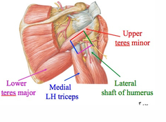 <p>Identify the structure</p>