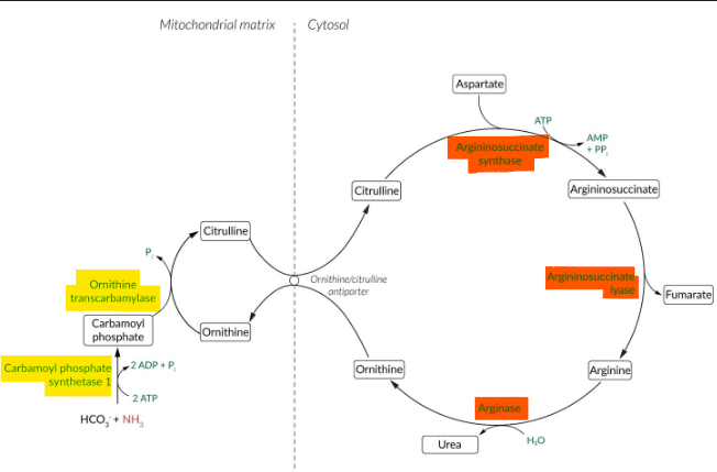 <ul><li><p>argininosuccinate synthetase <strong>(ASS)</strong> (<u>= same as prox.</u>) OR argininosuccinate lyase <strong>(ASL) </strong>def.</p><ul><li><p><u>high citrulline + glutamine</u>, low arginine, hyperNH3, resp. alk</p></li><li><p>ASL → <u>trichorrhexis nodosa</u> (brittle, beaded hair)</p></li></ul></li><li><p><strong>arginase-I def.</strong></p><ul><li><p>““ + high arginine</p></li><li><p>spasticity, dev. delay, regression</p></li></ul></li></ul><p></p>