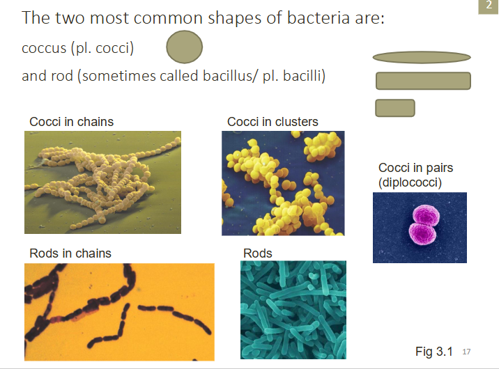 <p>coccus (pl. cocci) and rod (sometimes called bacillus/ pl. bacilli)</p><p></p>