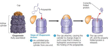 <p>-guide protein folding </p><p>-provide shelter for folding polypeptides </p><p>-keep new protein segregated from cytoplasmic influences </p>