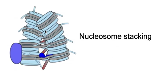 <p>Is favored because of interactions between the negatively charged DNA and the positively charged N-Terminal tails of the Histones (Lysine-rich)</p>
