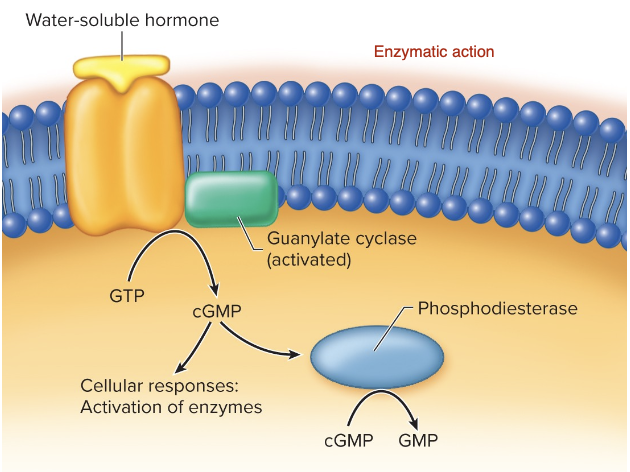 <p>Enzymatic Receptors - Guanylate Cyclase Receptors </p>