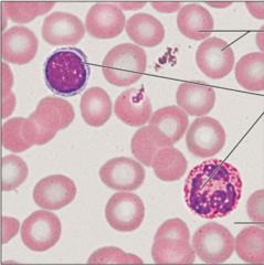<p>name this tissue: red and white blood cells in a fluid matrix</p>