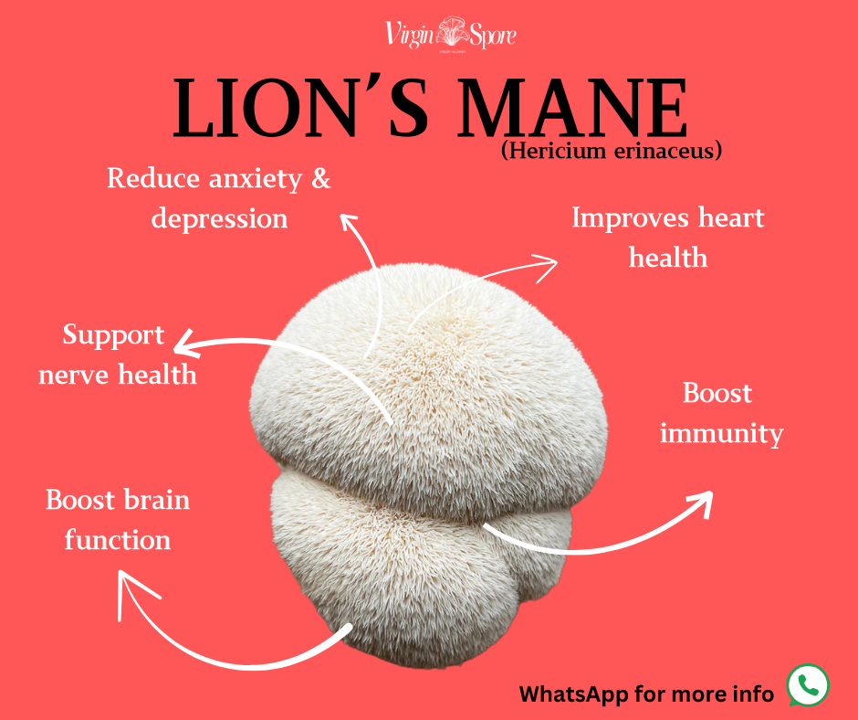<p>Lions Mane (mushroom)</p>