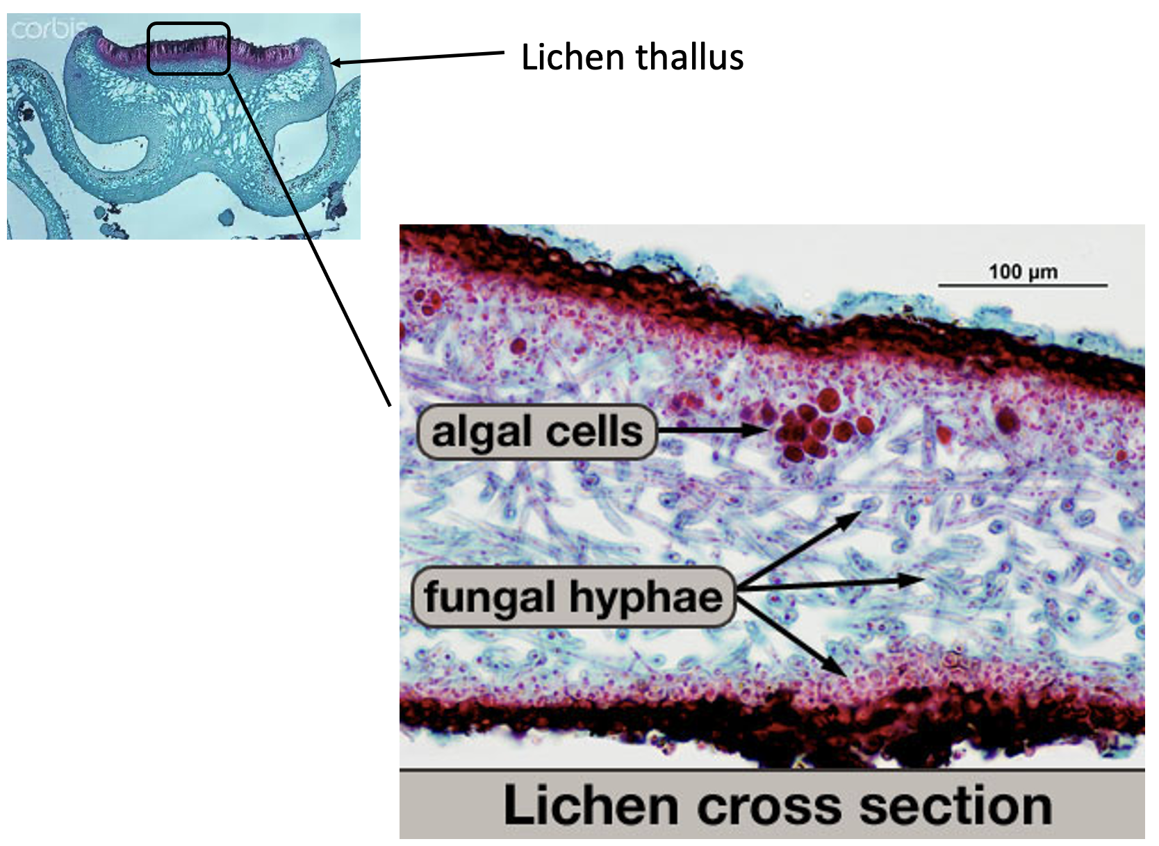 <p>The fungus (mycobiont) is the blue squiggles inside; this receives organic compounds</p><p>The algae (phychobiont) is the pink walls; this receives minerals/water </p>