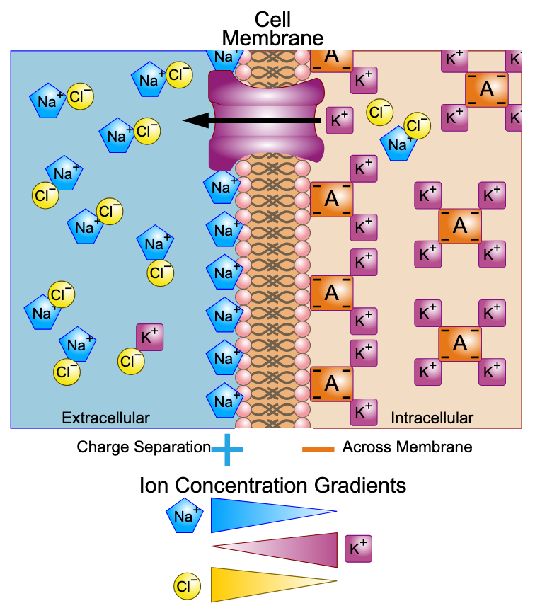 <p>What is membrane potential?</p>