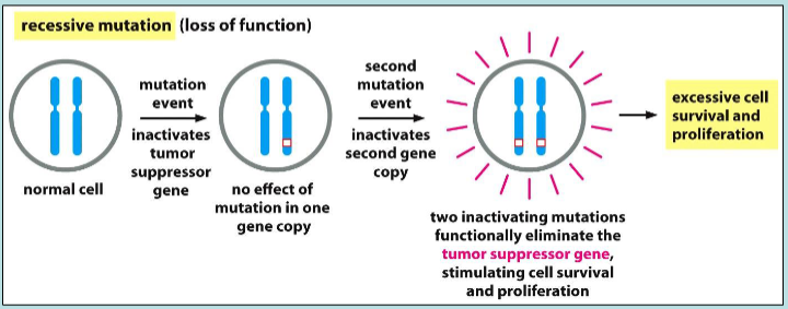 <p>recessive mutation causing excessive cell survival and proliferation</p>