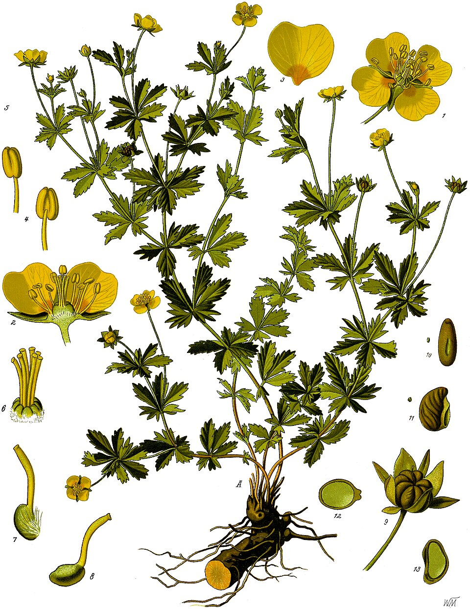 <p>Blodrot    (Rosaceae)(Den enda från Rosaceae som har 4 kronblad istället för 5)(Blad 3 flikiga)</p>