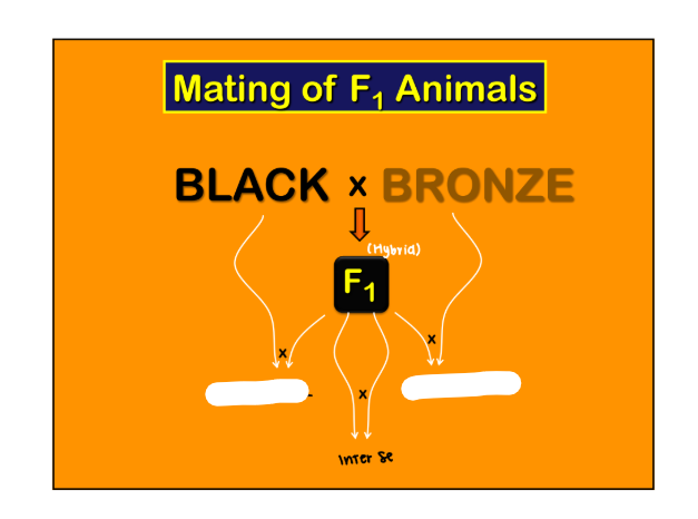 <p><strong><em>Mating of F1 Animals </em></strong></p><p>____: mating of F1 animals<strong> back to an animal of one or the other of the pure breeding strains used to create the F1 animals </strong></p><ul><li><p><span style="color: blue;"><strong>F1 x Black/Bronze (Purebred) </strong></span></p></li></ul><p></p>