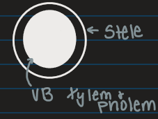 <p>Protostele </p>