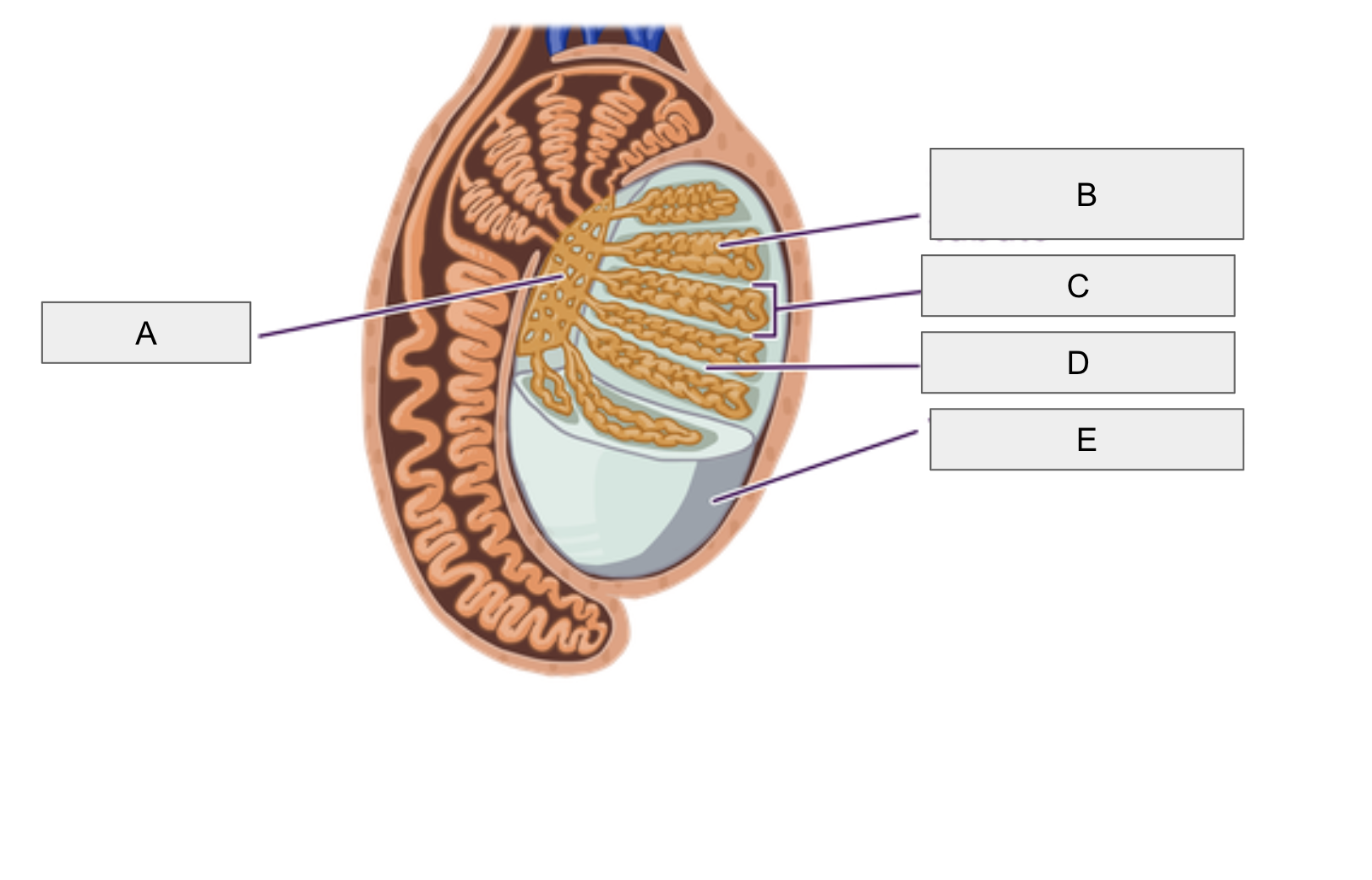 <p>A</p>