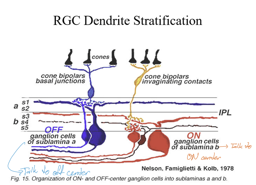 <p>The key distinction is laminar location within the inner plexiform layer (IPL):</p><ul><li><p>ON‑pathway synapses terminate in the inner IPL</p></li><li><p>OFF‑pathway synapses terminate in the outer IPL</p></li></ul><p></p>