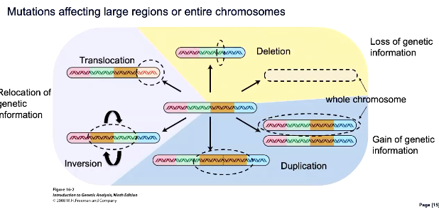 <p><span style="color: rgb(0, 15, 70);">Mutations affecting large regions or entire chromosomes</span></p><ul><li><p>inversion swaps within chromosomes and translocation swaps chromosomes</p></li></ul><p></p>